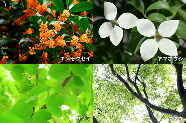 キンモクセイ、ヤマボウシ、カツラ、ケヤキ