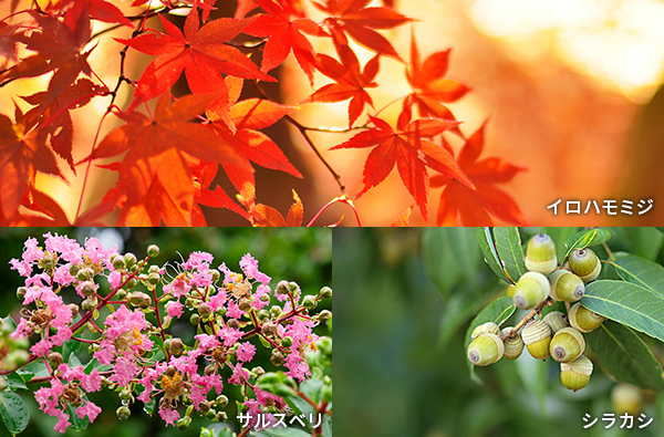 イロハモミジ、サルスベリ、シラカシ